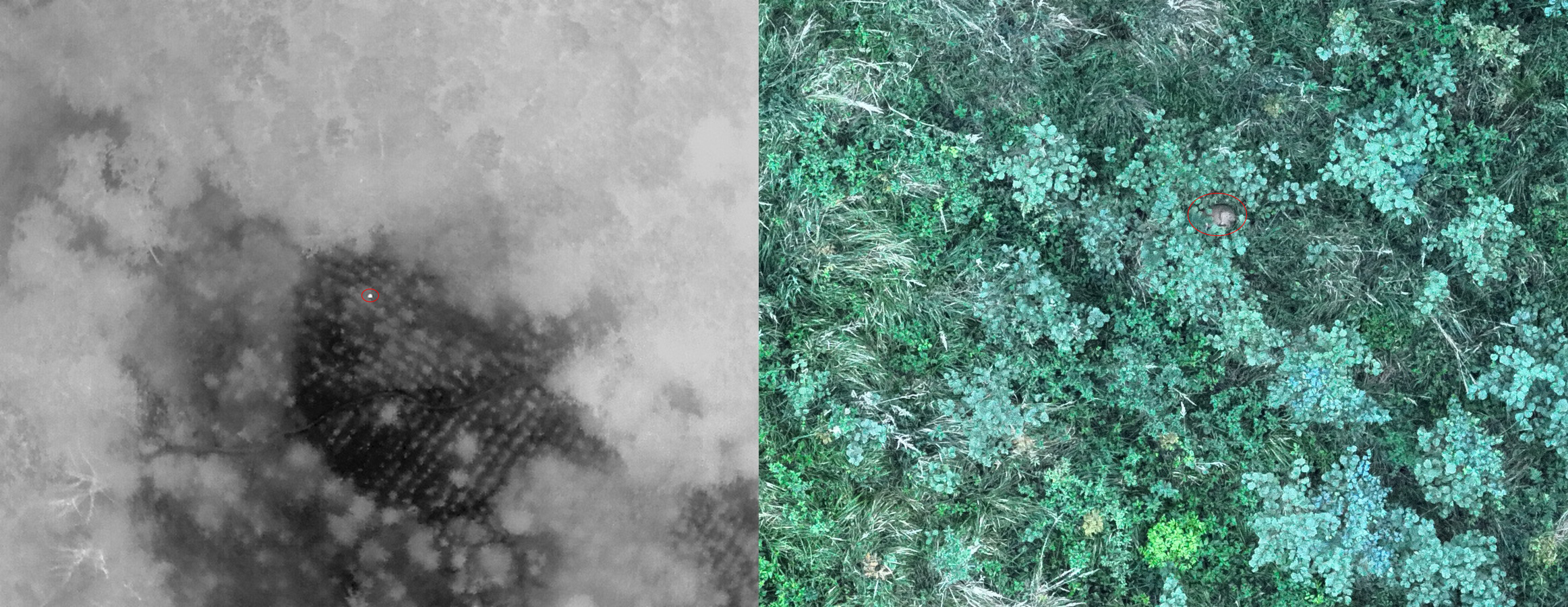 Obraz termowizyjny z drona podczas poszukiwania zwierząt